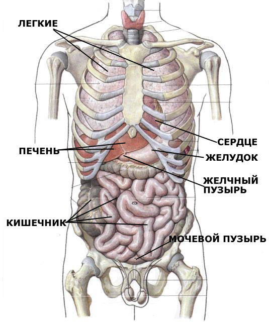 Анатомия Человека Фото Внутренние