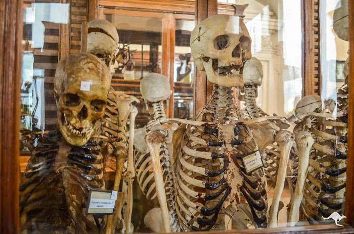 Музей анатомии человека в Одессе