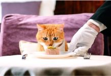 Паштет для котов